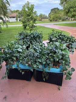 5 Matching Baskets With Decorative Green Plants