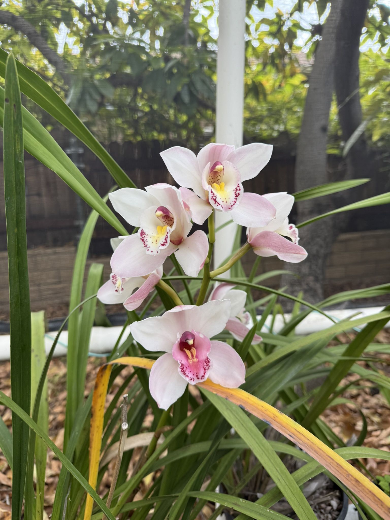 Cymbidium Orchids