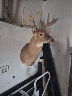 Dear head taxidermy