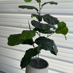 Plant