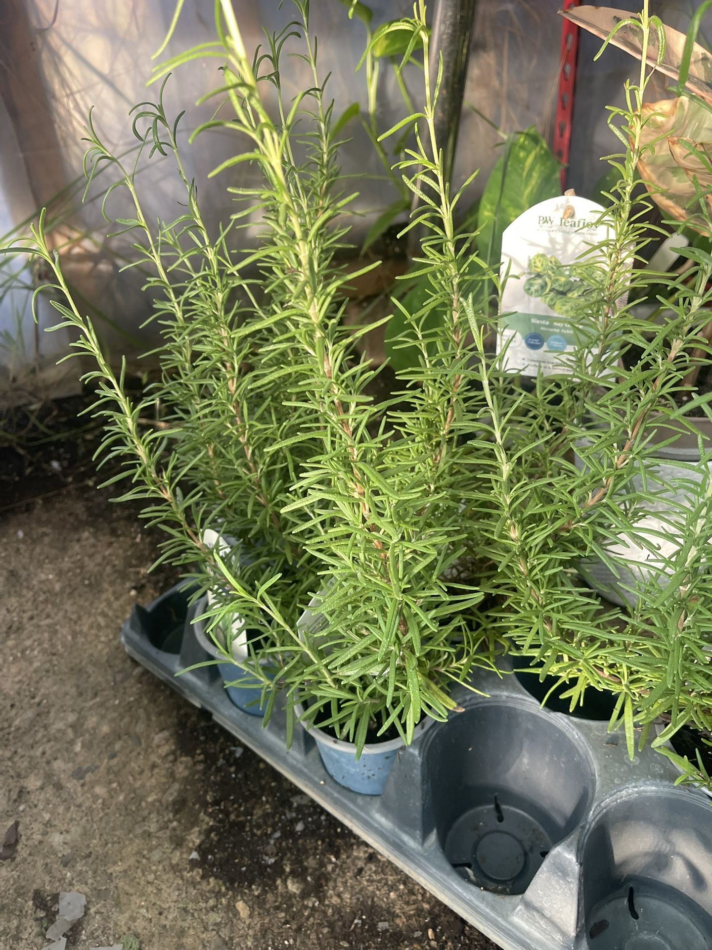 Rosemary plant