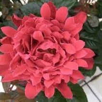 Rare European, Japan rose plants , Jeanne Moreau