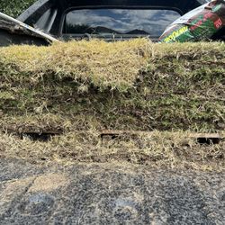 Bermuda Sod | Grass