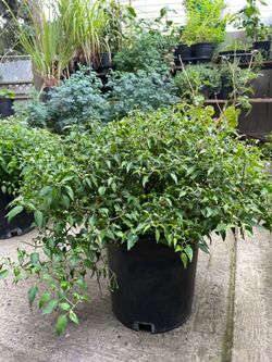 Mata de dos galones chiles chilpetin o piquin $20.00