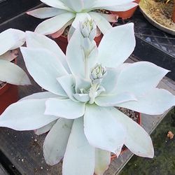 Succulents Plants Echeveria Cante Gallon Size Pick Up Only In Upland 
