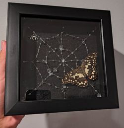 Framed butterfly