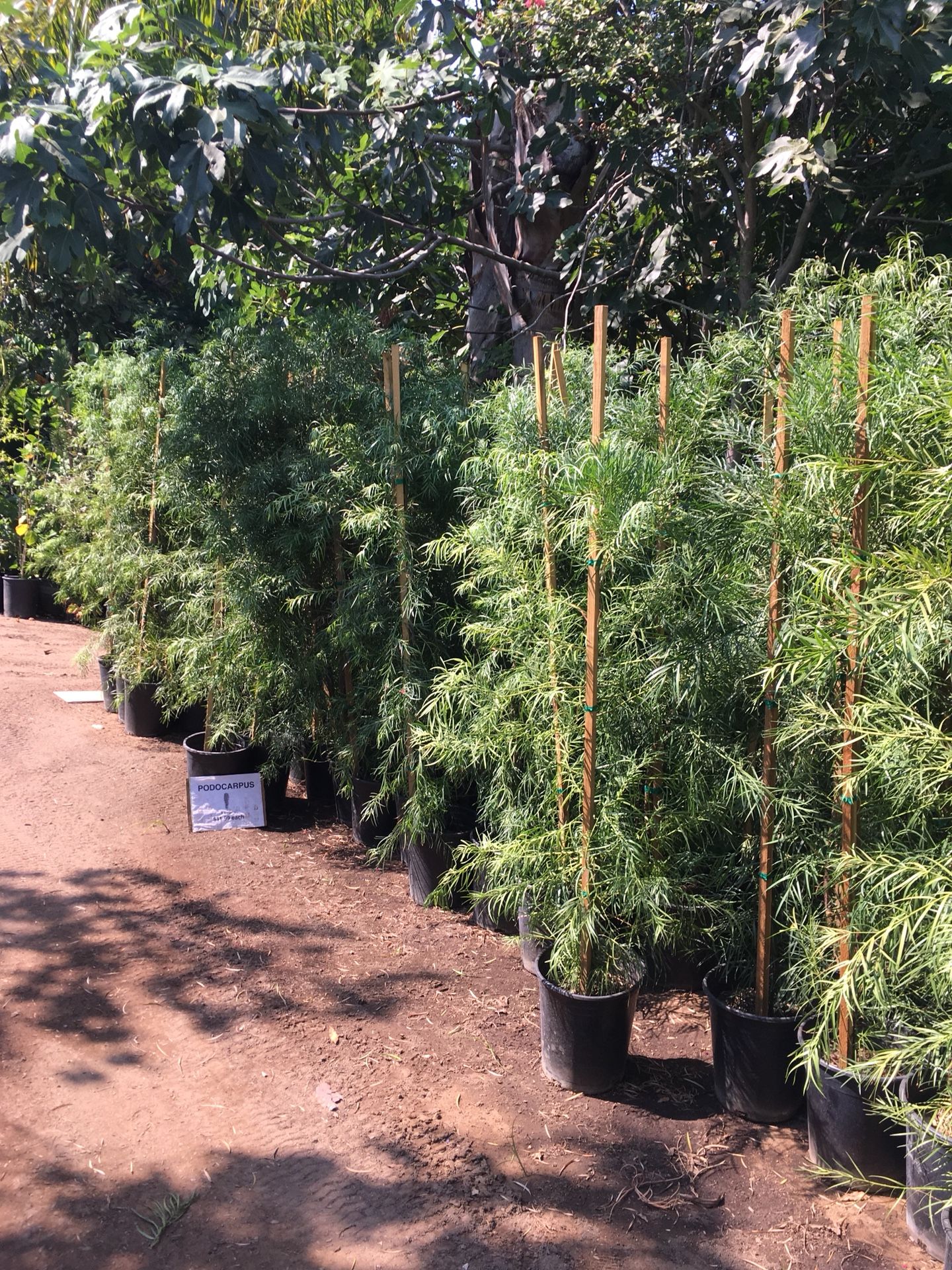 FERN PINE- SHAMEL ASH- AFRICAN SUMAC- PEPPER TREES- 5 Gallon