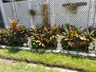 Red Sister Plants