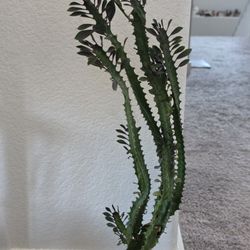 Euphorbia Trigona 