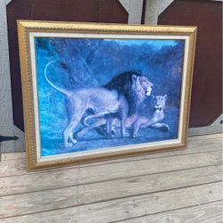 Lion Picture 