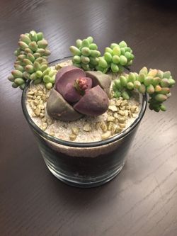 Succulent Terrarium Arrangement