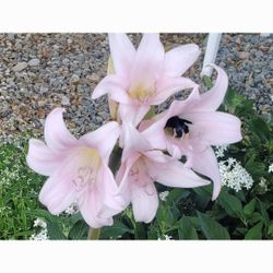 LARGE AMARYLIS BELADONA, NAKED LADIES