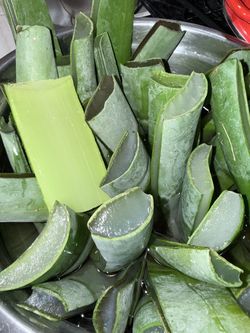 Aloe vera plant