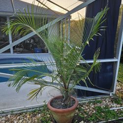 Unique Triangular Palm Tree. Approx 5 Ft High. Healthy & Hearty With New Frond Sprout. Ready To Plant Or Keep In Terracotta Clay Pot. 