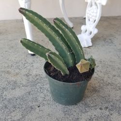 Potted Cactus as of 6/4/26