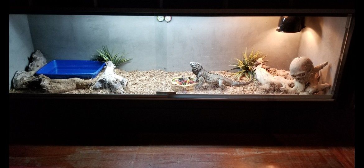 Custom Reptile enclosure