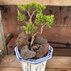 Bonsai Mini