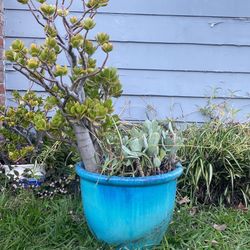 Turquoise Pot 16” Width 13” Tall With Jade And Other Succulent 