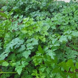 Organic Italian Parsley ( a bunch/ $1)