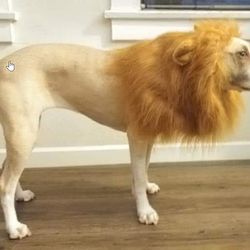 Dog Lion Costume