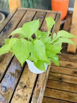 Live Indoor Neon Pothos plant in a plastic nursery planter pot—firm price
