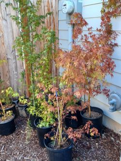 Lace Leaf MAPLES, 3-5 FEET TALL (20 Available)