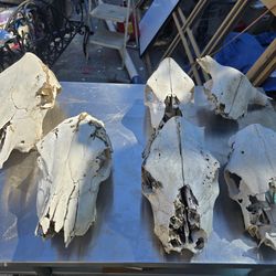 Nature cleaned bones