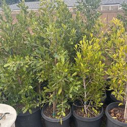 Plants