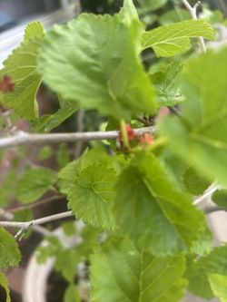 Blueberry Tree