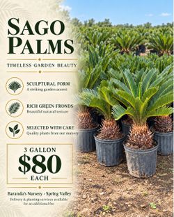 ๐ฟ Sago Palms