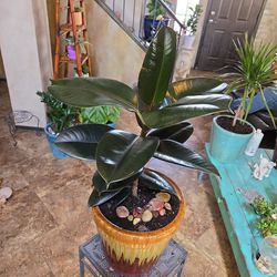Rubber Tree Plant In Colorful 11in Ceramic Pot With Polished Stones