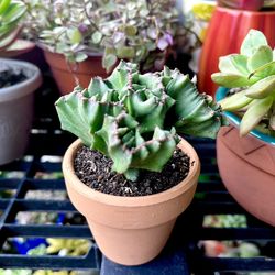 Small  Euphorbia Lactea  Crested  Plant 