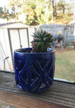 Small succulent house plant