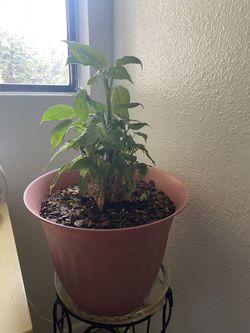 Plant In 10 Inch Pot