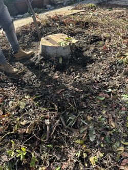 Stump Removed 