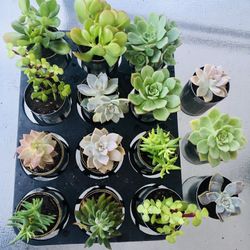Succulents