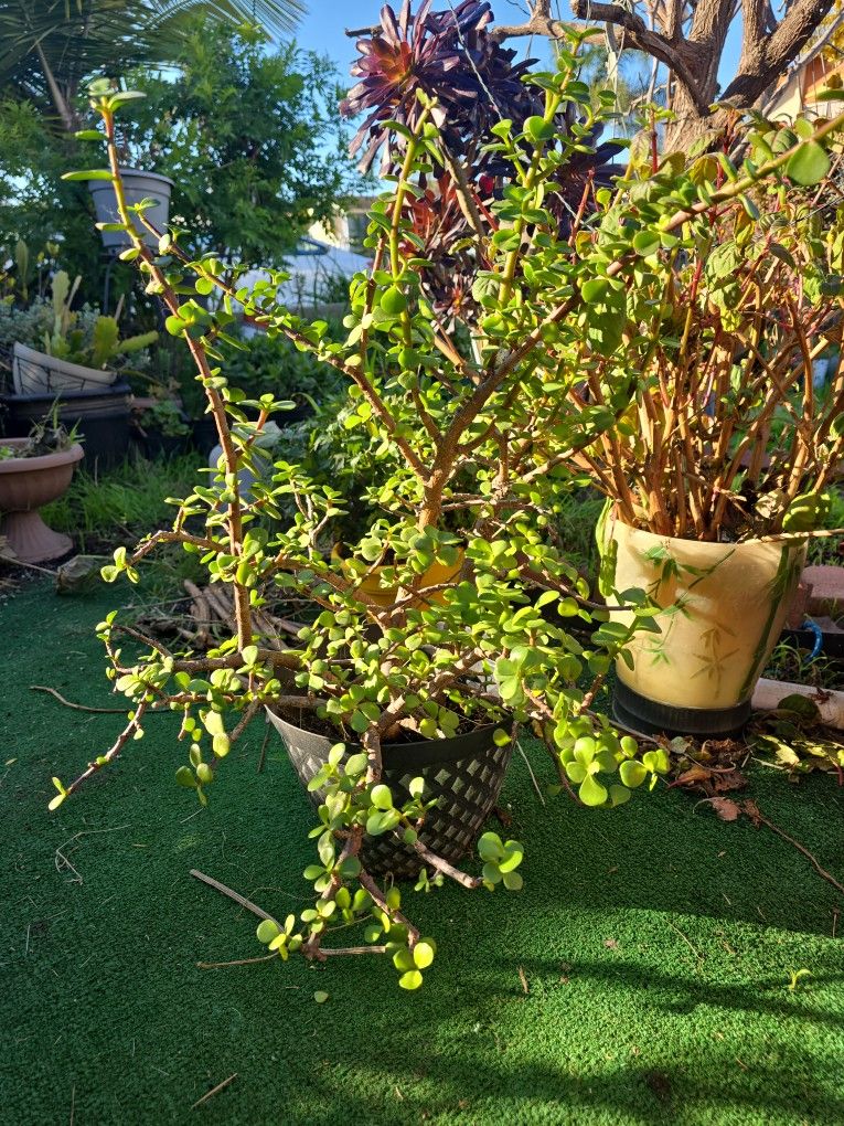 Elephant Jade Plant $5