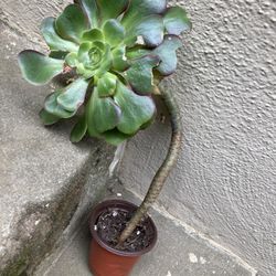 Succulent
