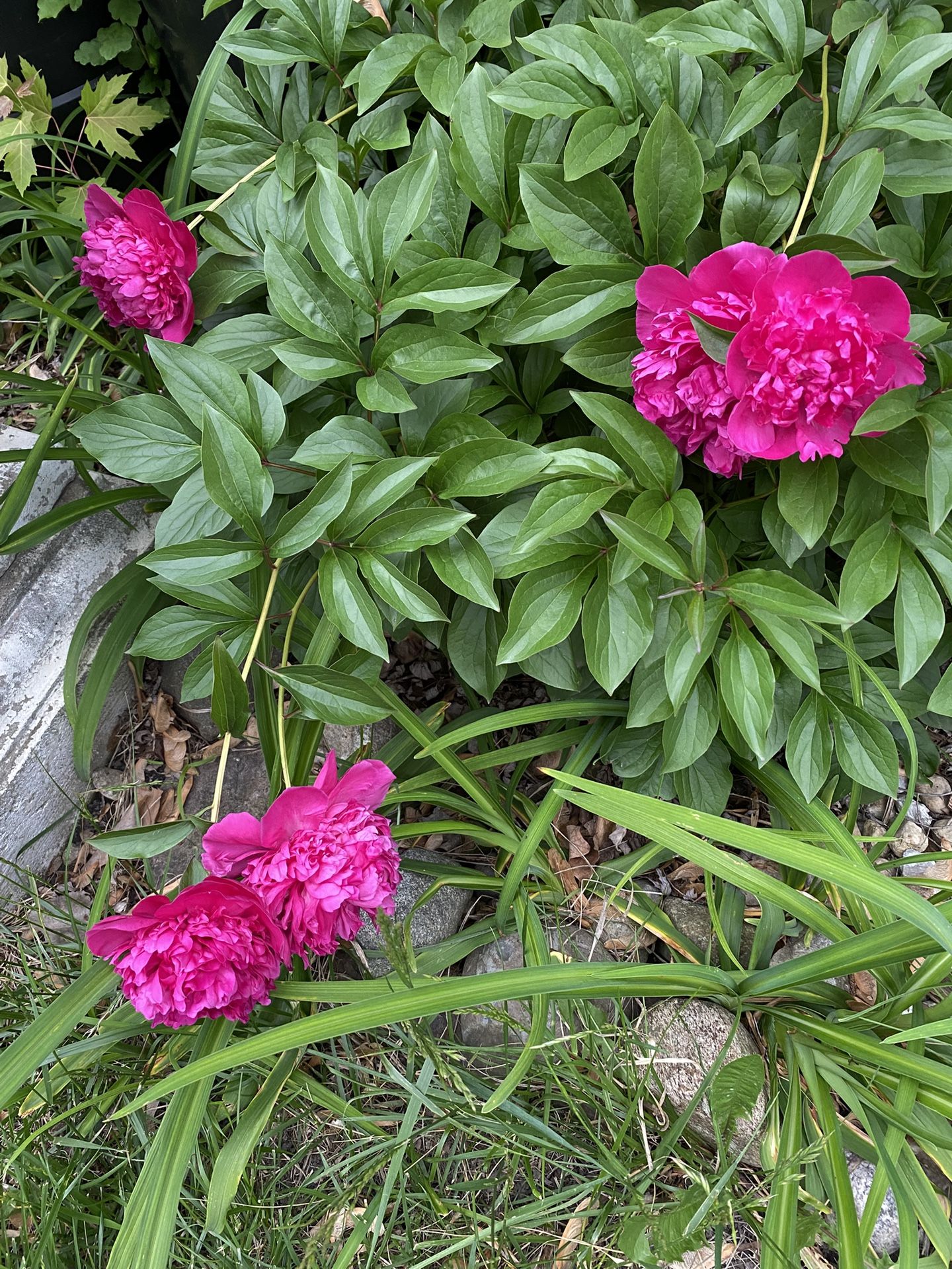 Peony Plants