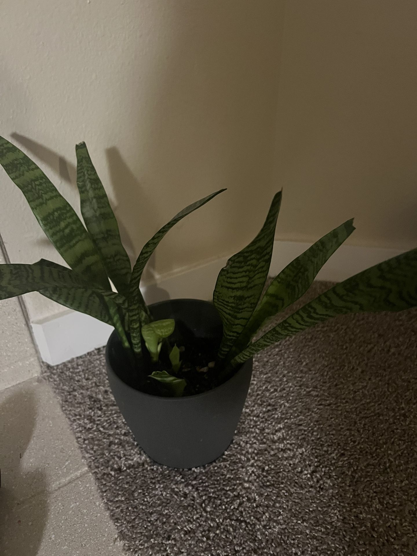 Various Plants For Sale