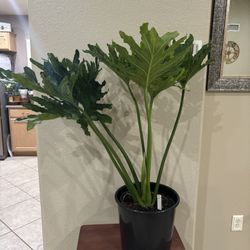 LARGE Split Leaf Philodendron BEAUTIFUL 