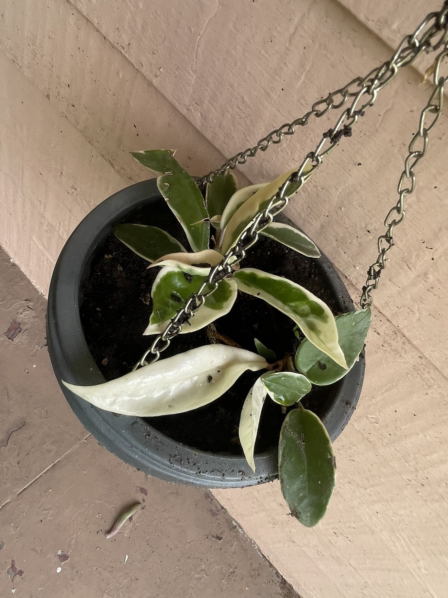 Hoya Carnosa Honey Hanging Plant 