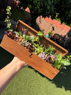 Gorgeous Succulent Arrangement ❤️