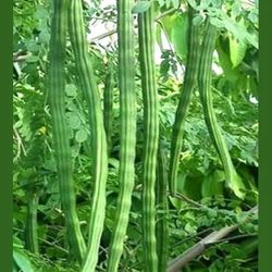 Organic Non Gmo Moringa Seeds. High Germination. Healthy Vegetable. Mature Seeds