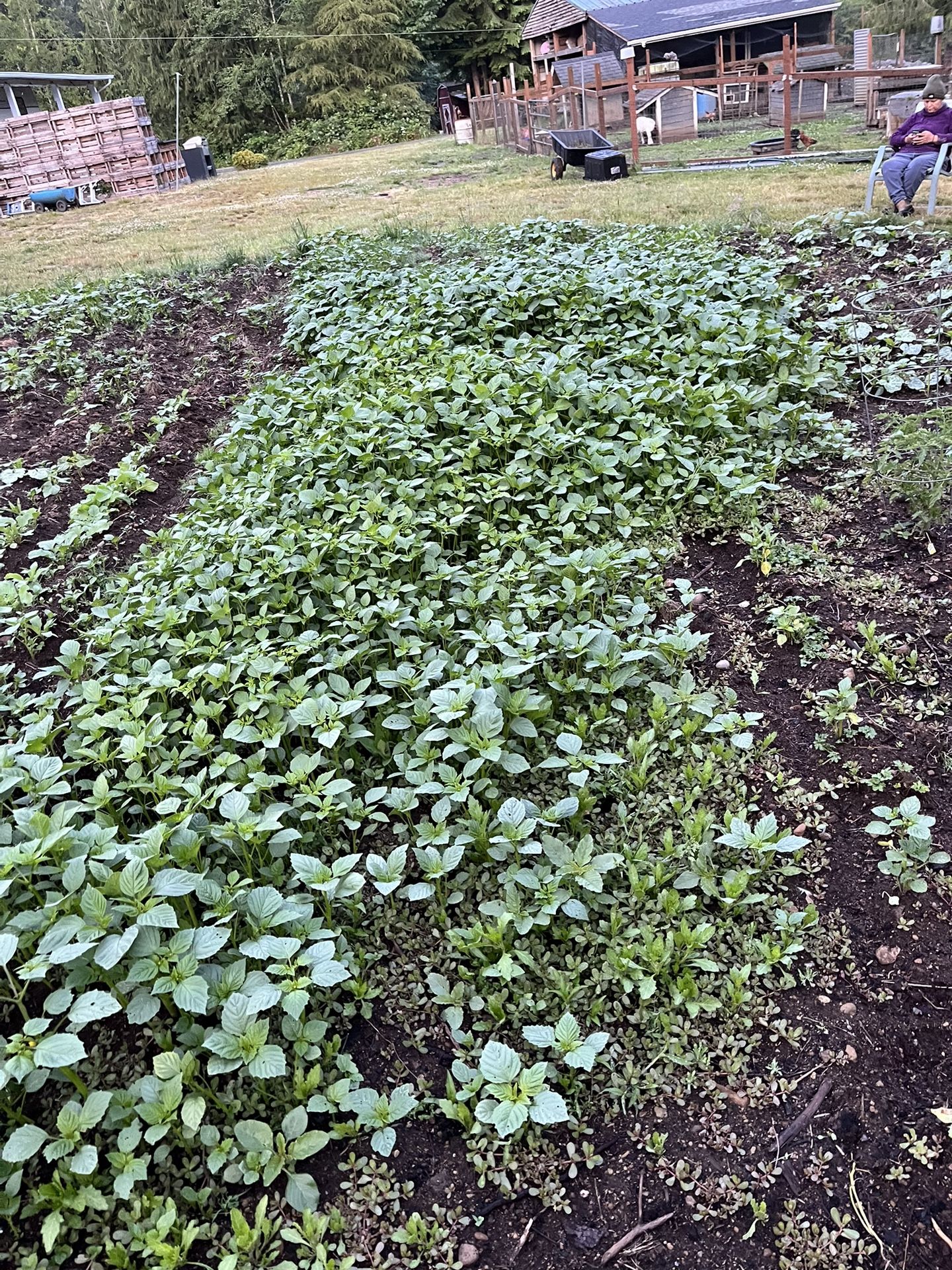 Free Tomatillos 