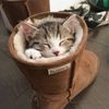 Lil shopper 124
