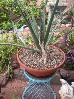 Cactus in assorted pots