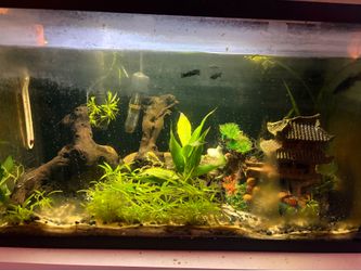 Full aquarium set up