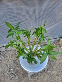 Bamboo Plant in water $2 each/3 for $5
