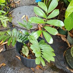 Cardboard Palm Landscape Plant